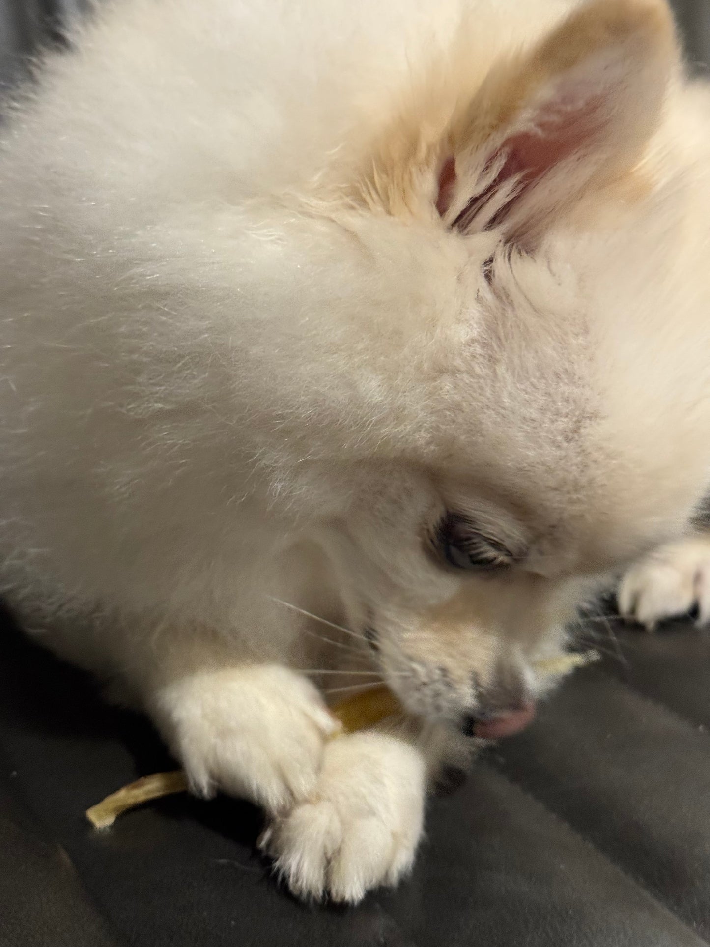 A fluffy white Pomeranian dog resting on a dark gray surface, holding a small chew in its paws.