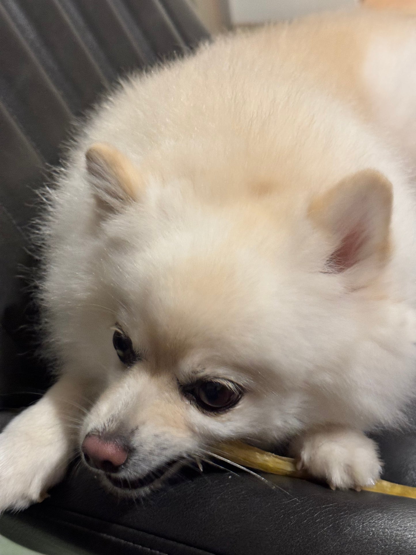 Fluffy Baby Bake Premium Beef Tendon Chews