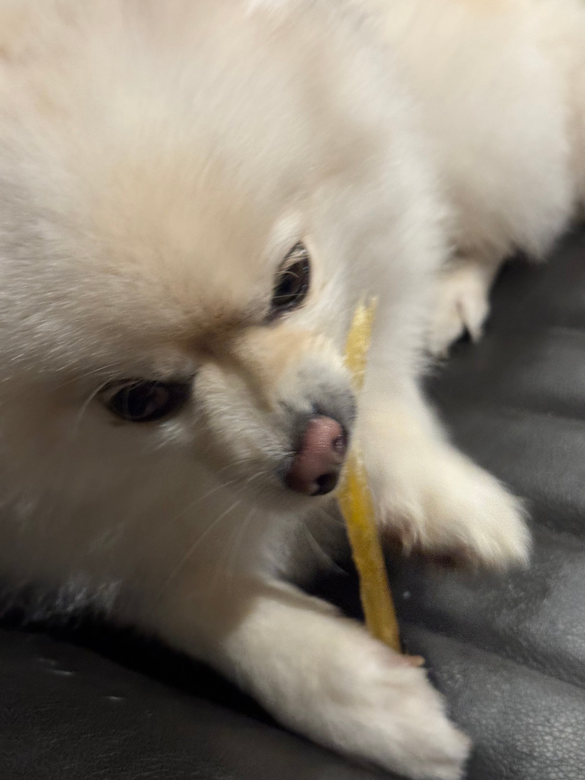 A close-up of a fluffy white dog lying on its back and chewing on a yellow treat or chew, with dark gray upholstery in the background.