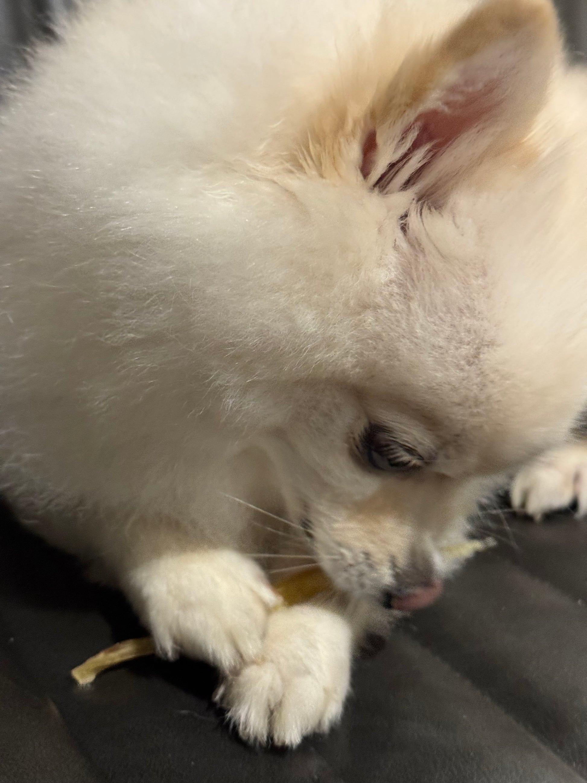 A fluffy white Pomeranian dog resting on a dark gray surface, holding a small chew in its paws.