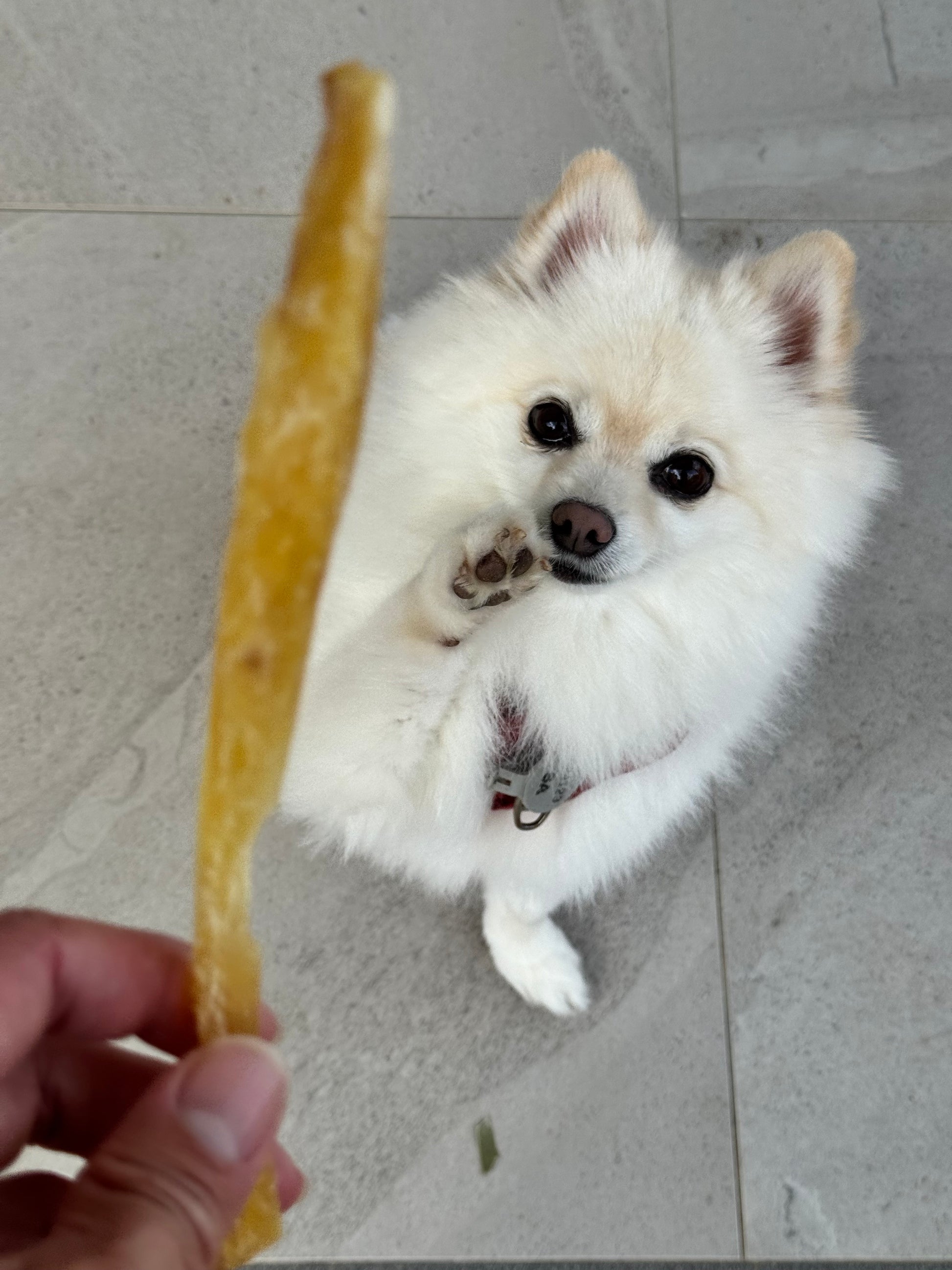 A small fluffy white dog lying on a gray tiled floor, looking up at a human hand holding a long, golden-brown chew treat.